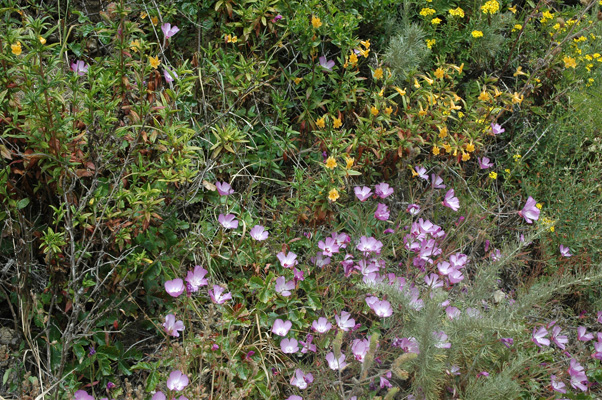 Soberanes Canyon 036.jpg